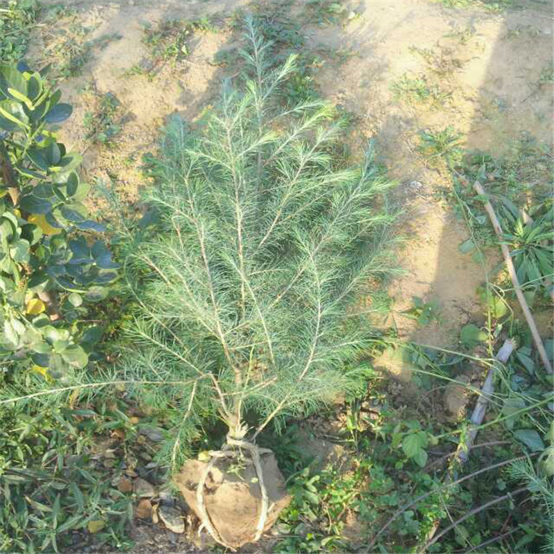 出售园林植物雪松树苗 50公分60公分1米雪松树苗 雪松小苗批发