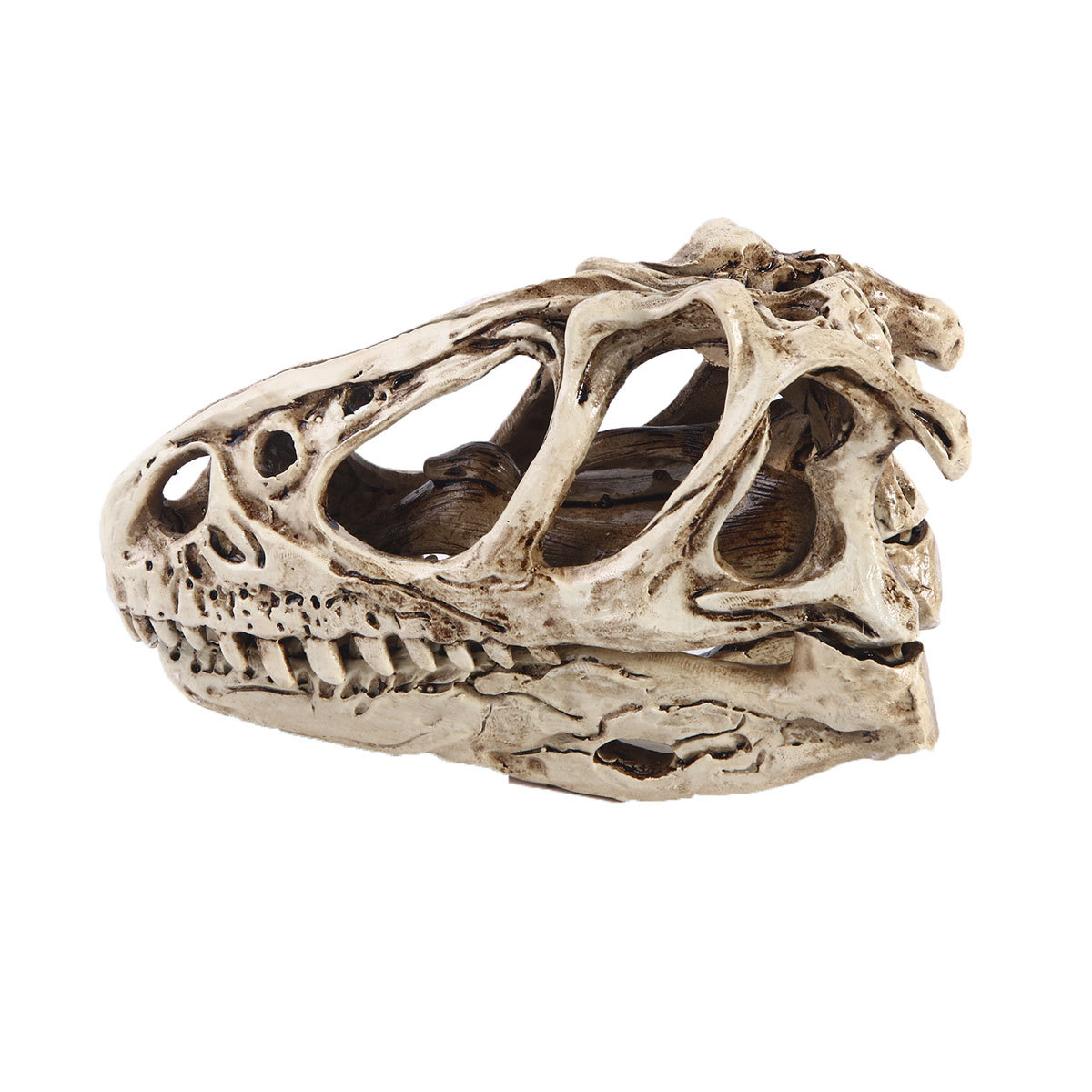 恐龙头骨模型树脂工艺品盗玲龙骷髅头动物骨架研究参考动物骷颅头