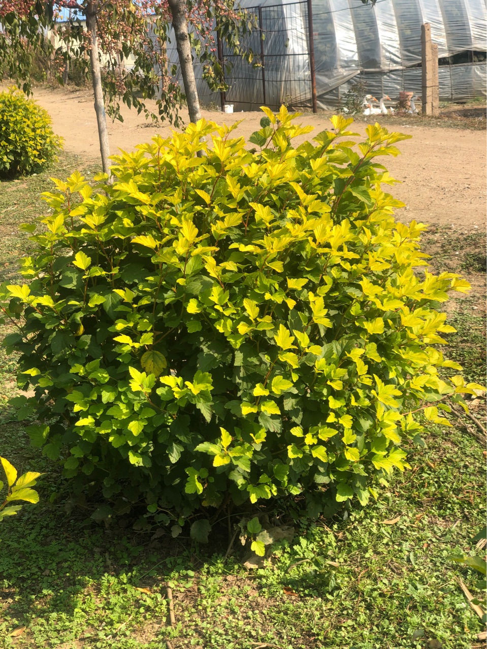 苗农批发金叶风箱果球1-1.5米冠幅 金叶风箱果基地小苗批发