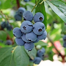蓝莓苗 美登蓝莓苗 盆栽地栽蓝梅树当年结果南北方果树苗