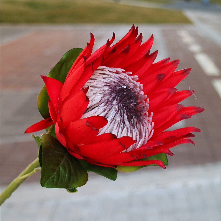 仿真特大号帝王花 高档欧式普罗霸王花 样板房摄影道具公主花批发