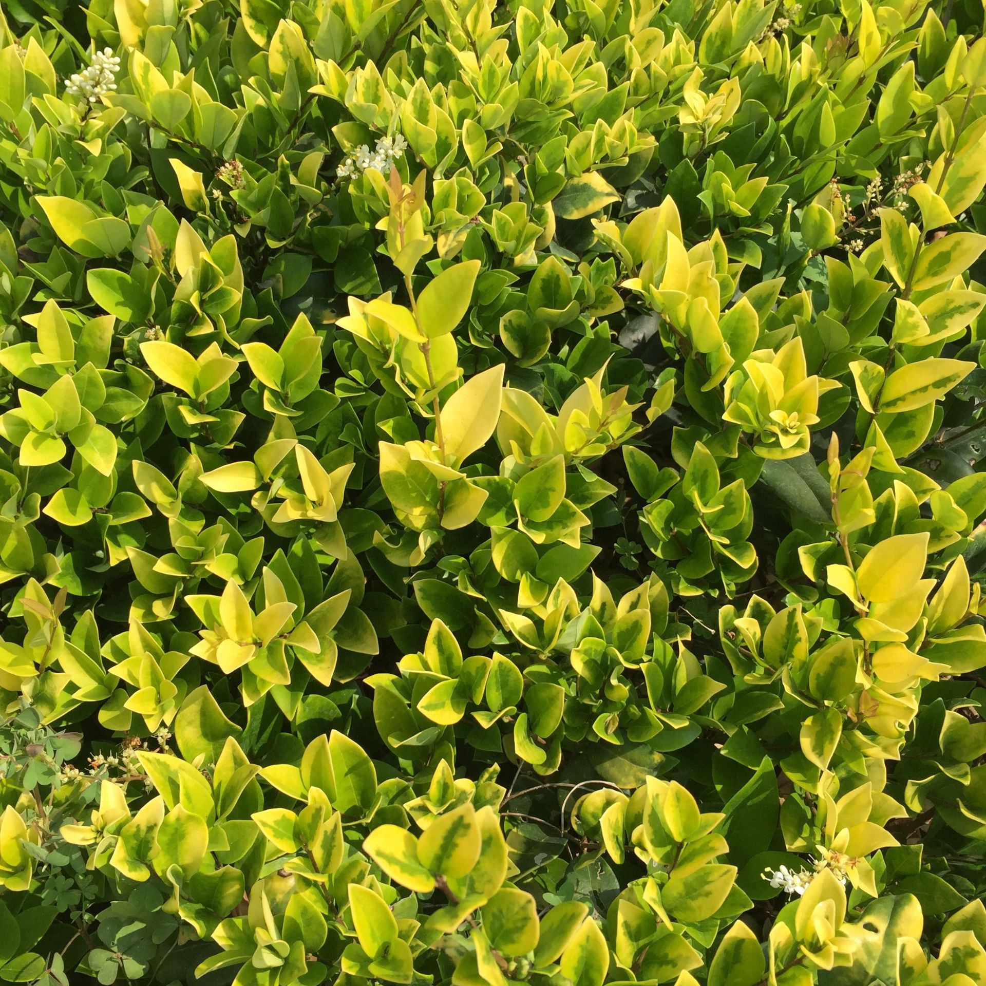 金森女贞杯苗 园林植物 云南本土四季常青绿化地被 基地直销-阿里巴巴