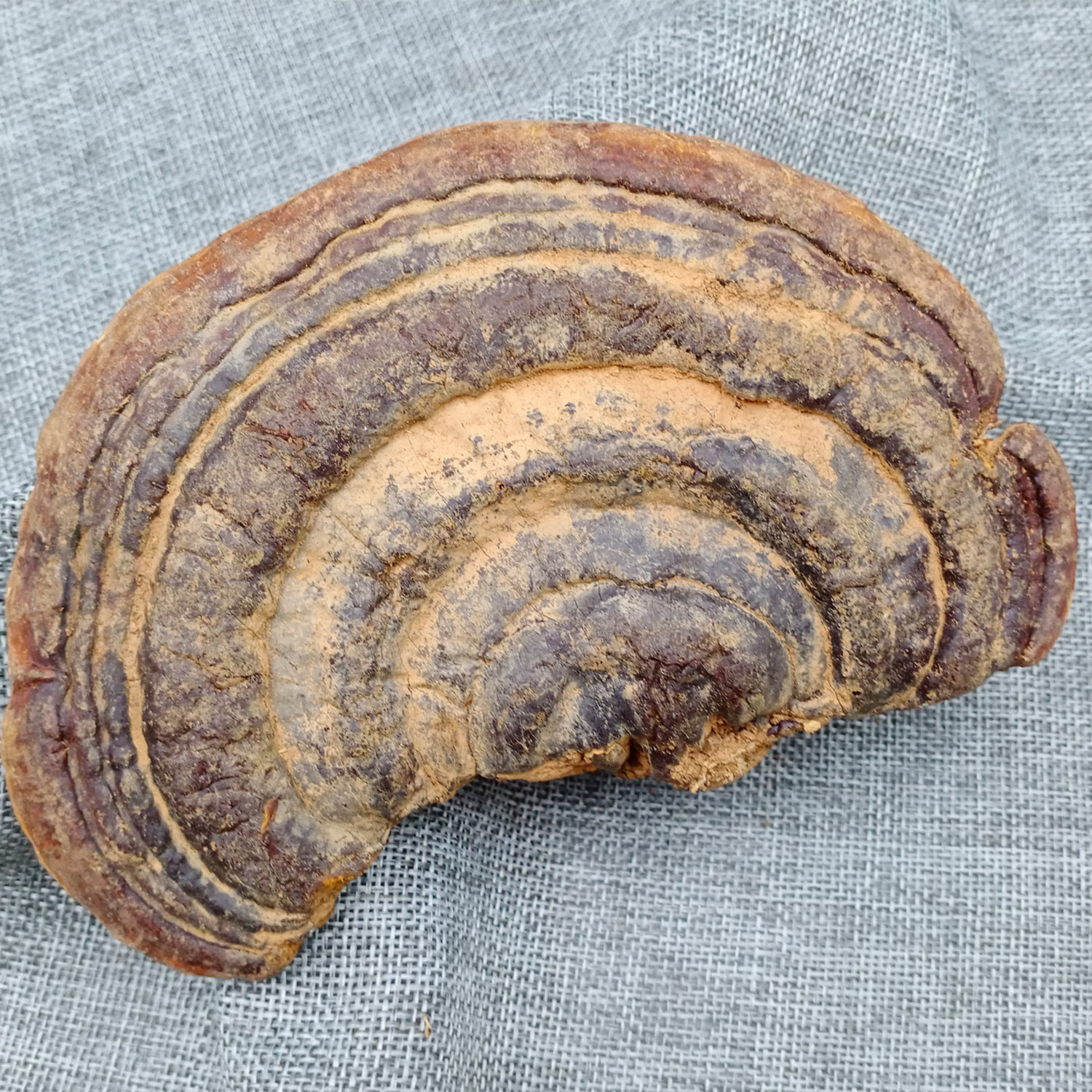 海南岛 非种植 野外生长灵芝无柄赤芝平盖赤红灵芝林中生灵芝丹芝