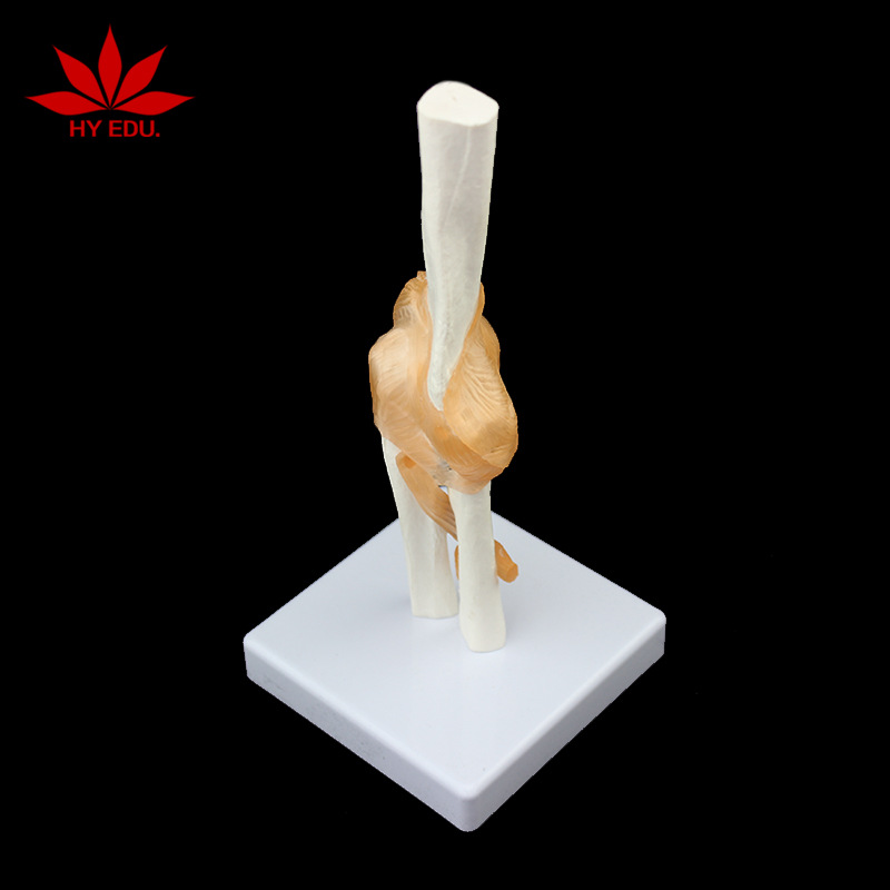 功能型肘关节模型骨骼模型骨骼教学模型