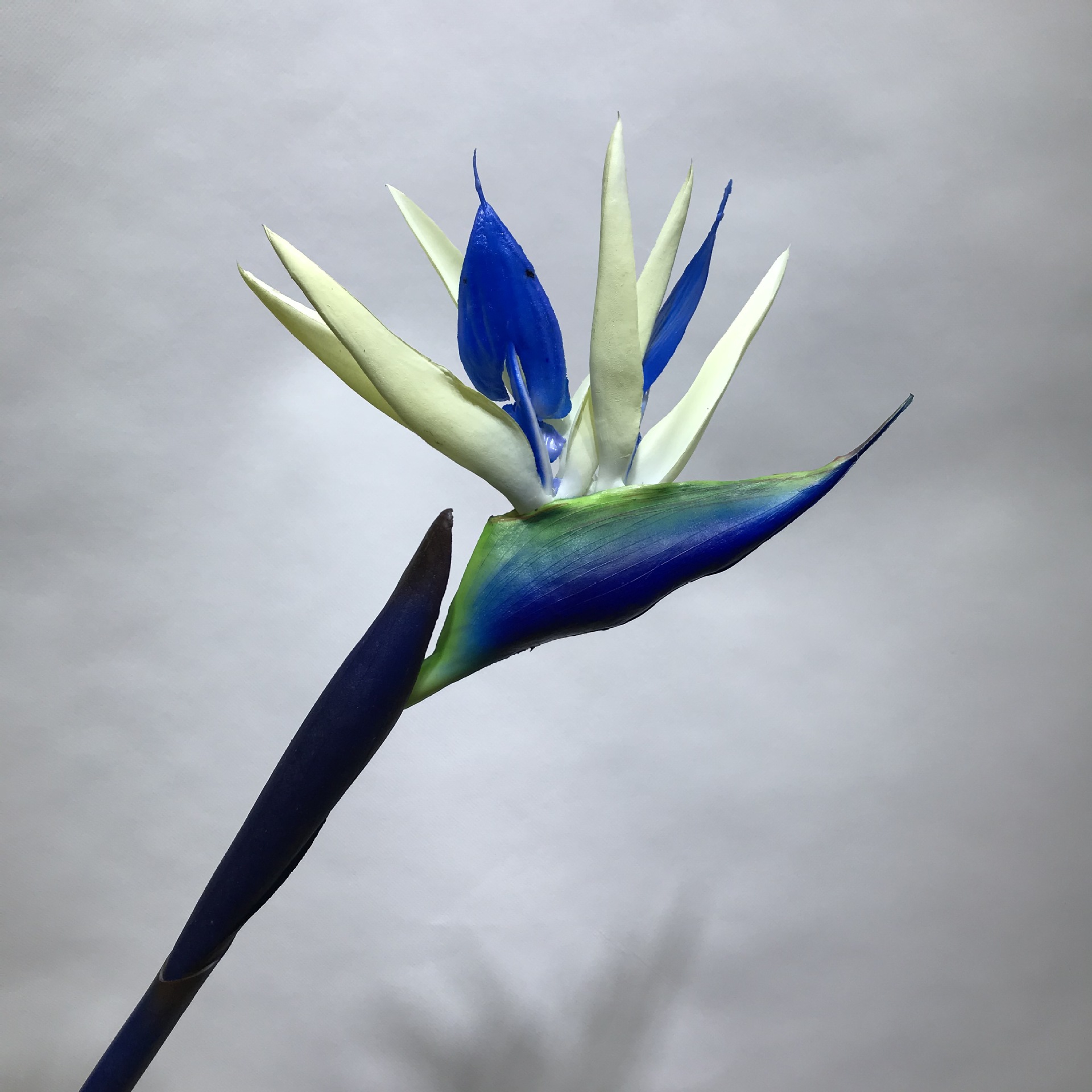 高档仿真手感小天堂鸟 过胶鹤望兰 家居装饰 外景布置 厂家批发