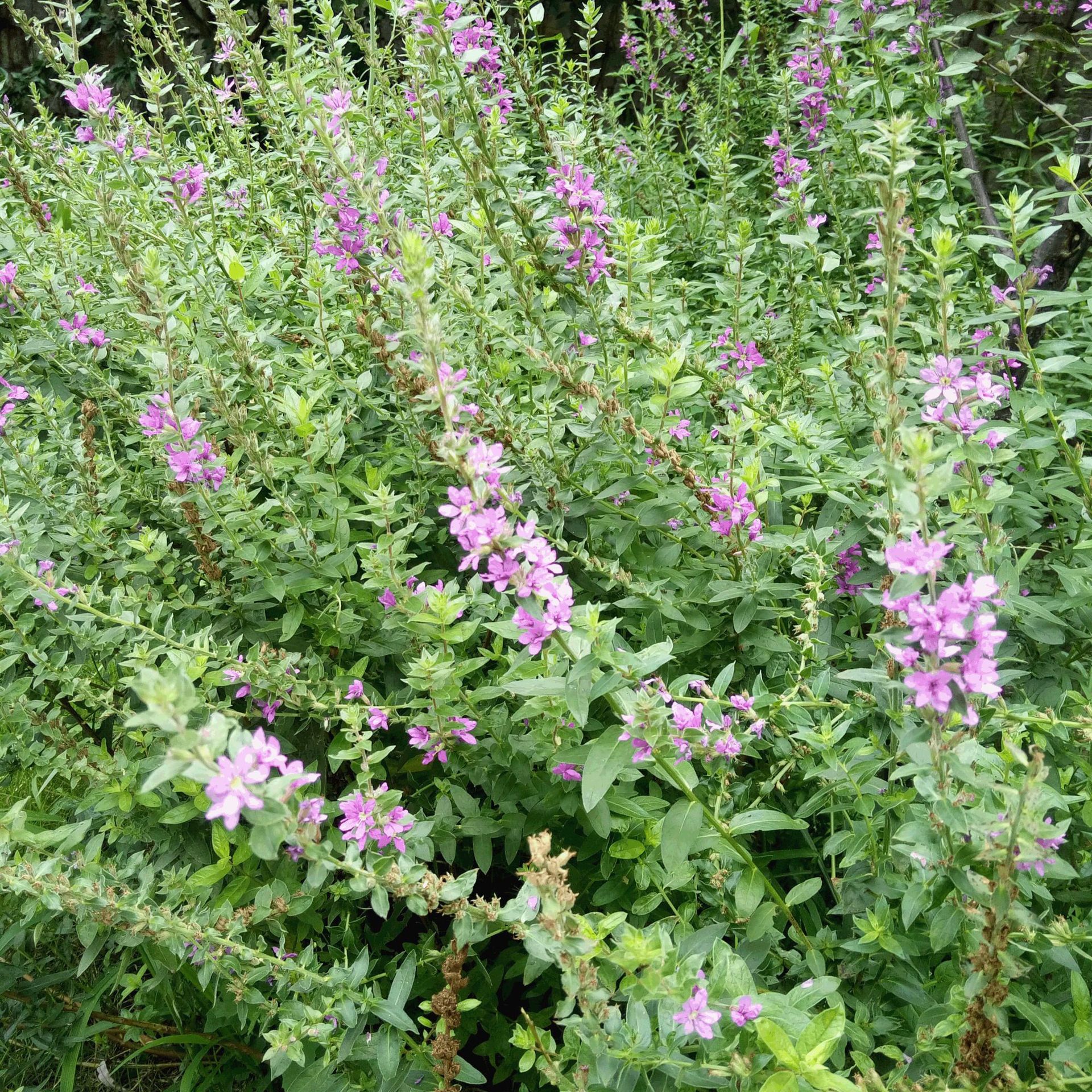 供应千屈菜 宿根花卉 水生花卉 水养植物 量大优惠 厂家批发