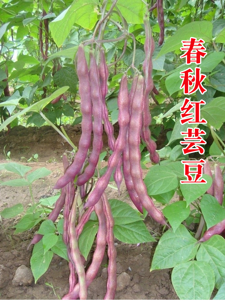 山东老来少芸豆种子春季四季蔬菜种孑九粒白芸豆籽种无筋架豆种籽