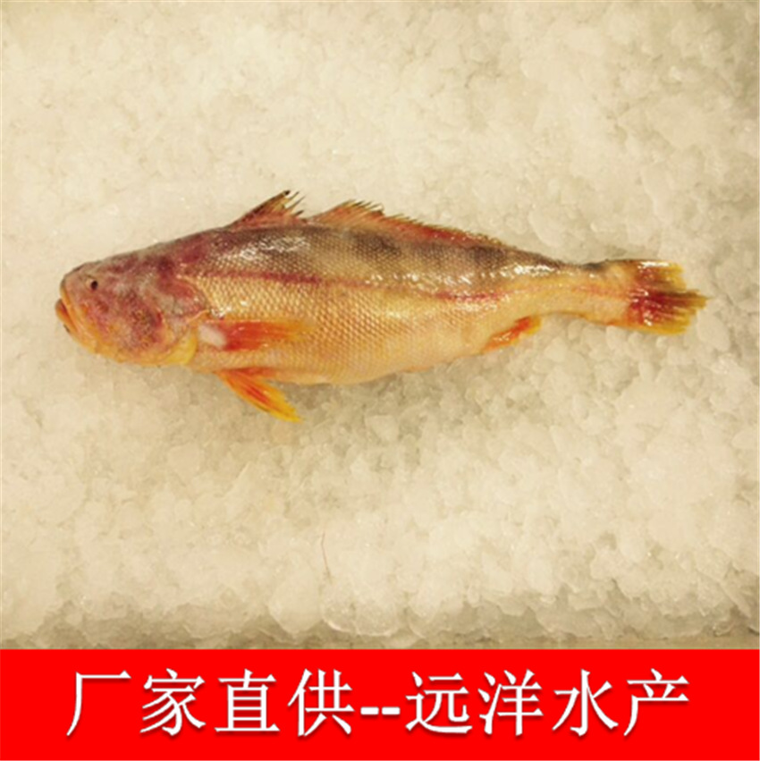 金丝斑/海鱼/黄金鱼/黄鱼干/黄金斑/深海黄金斑