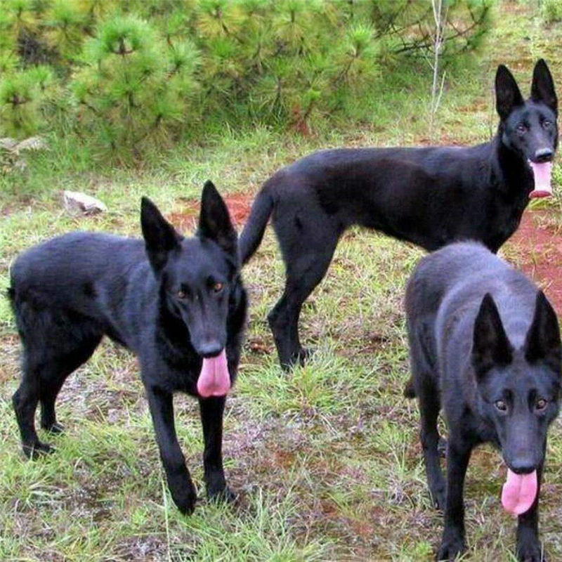 黑狼犬幼犬纯种活体中华墨界黑狼犬大骨架巨型黑色看家护院大狼犬