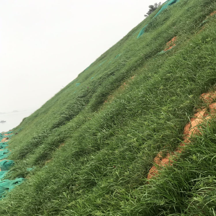 护坡草坪种子绿化护坡王草籽四季青黑麦草荒山覆绿混播草种耐热寒