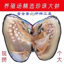 淡水多珠蚌批发5-10年鲜活河蚌活体珍珠蚌组合蚌养殖贝壳空蚌补