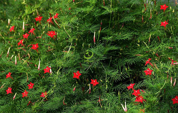 产地直销批发零售藤本茑萝细叶花卉花架爬藤阳台种子-阿里巴巴