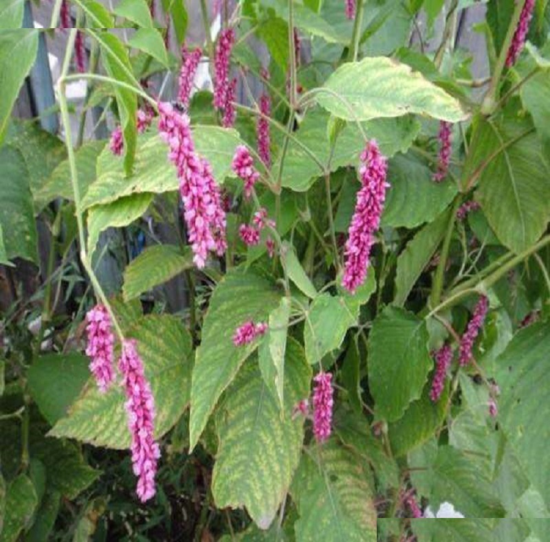 水红花草种子直批发药材销蓼实子当年新采水荭草子红蓼庭院园林