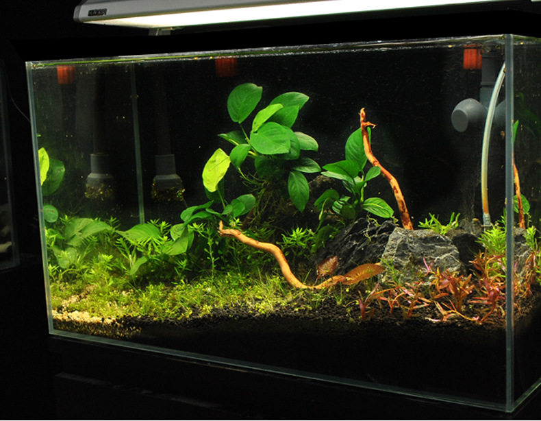 沉木莫丝沉木水榕成品莫丝树铁皇冠鱼缸造景装饰沉木莫斯懒人水草