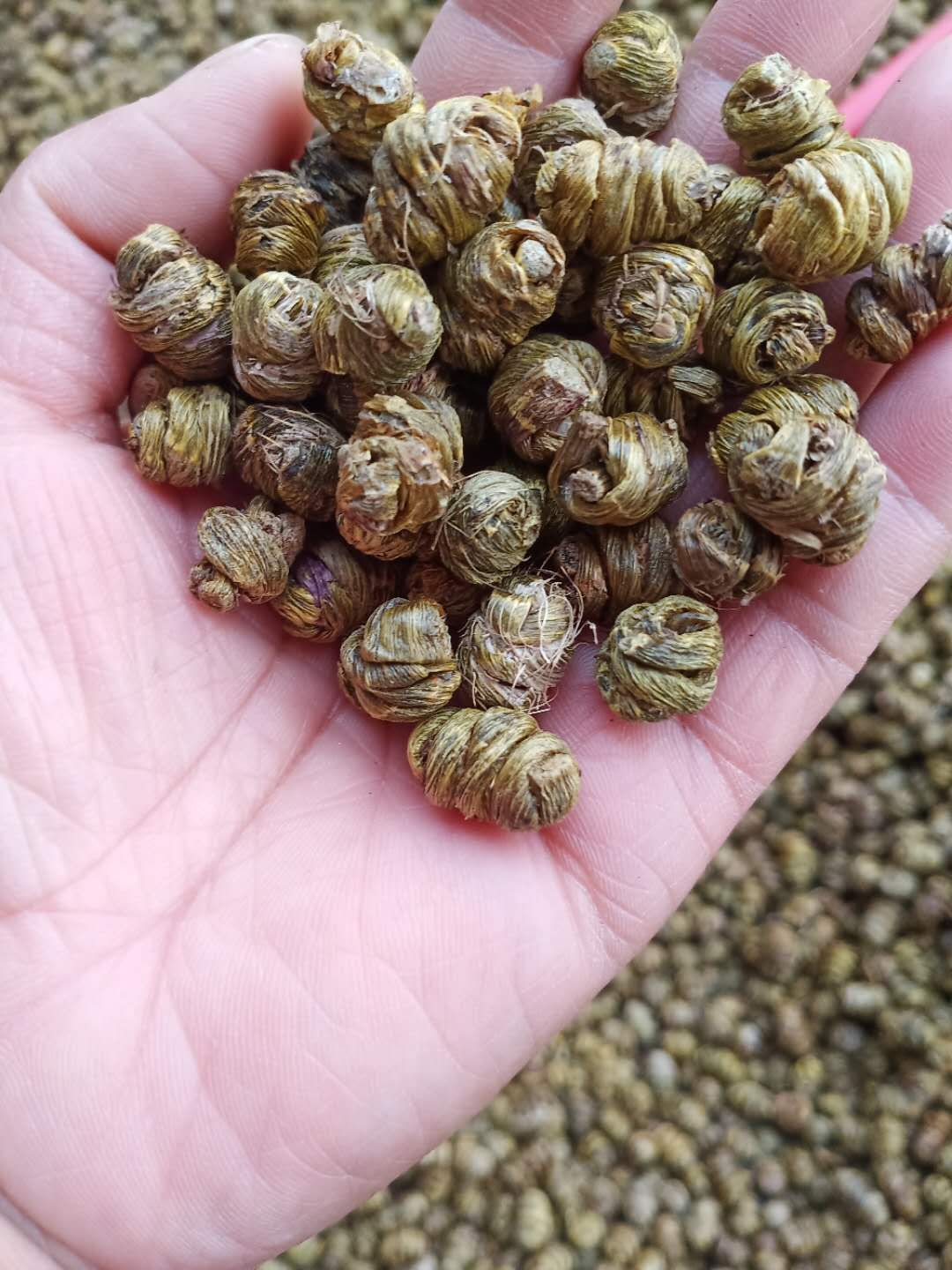 石斛shihu产地安徽六安霍山铁皮石斛 630元每公斤无残渣一键代发