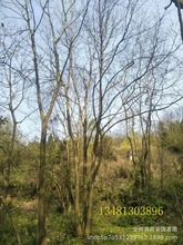 出售朴树，丛生大朴树，广西 独杆朴树20-50公分，丛生30-180公分