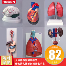人体器官模型心肝脾肺肾脑胃肠五脏六腑内脏系统解剖结构医学教学
