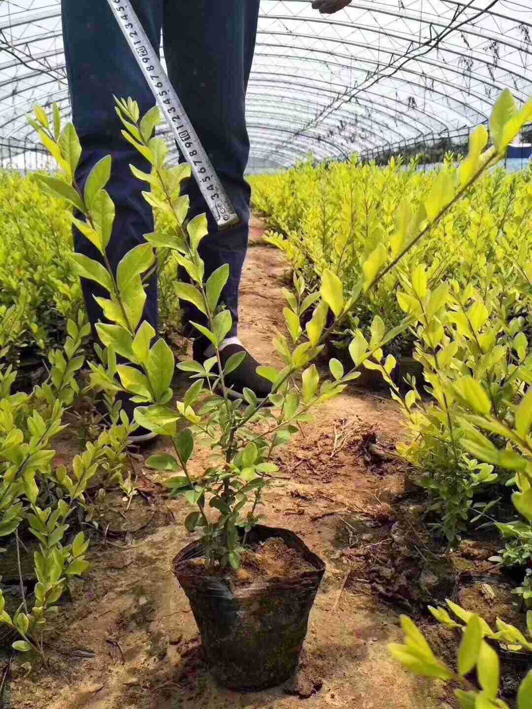 金叶榆金叶榆杯苗金叶榆地接苗绿篱苗成品苗小区用苗工程用苗