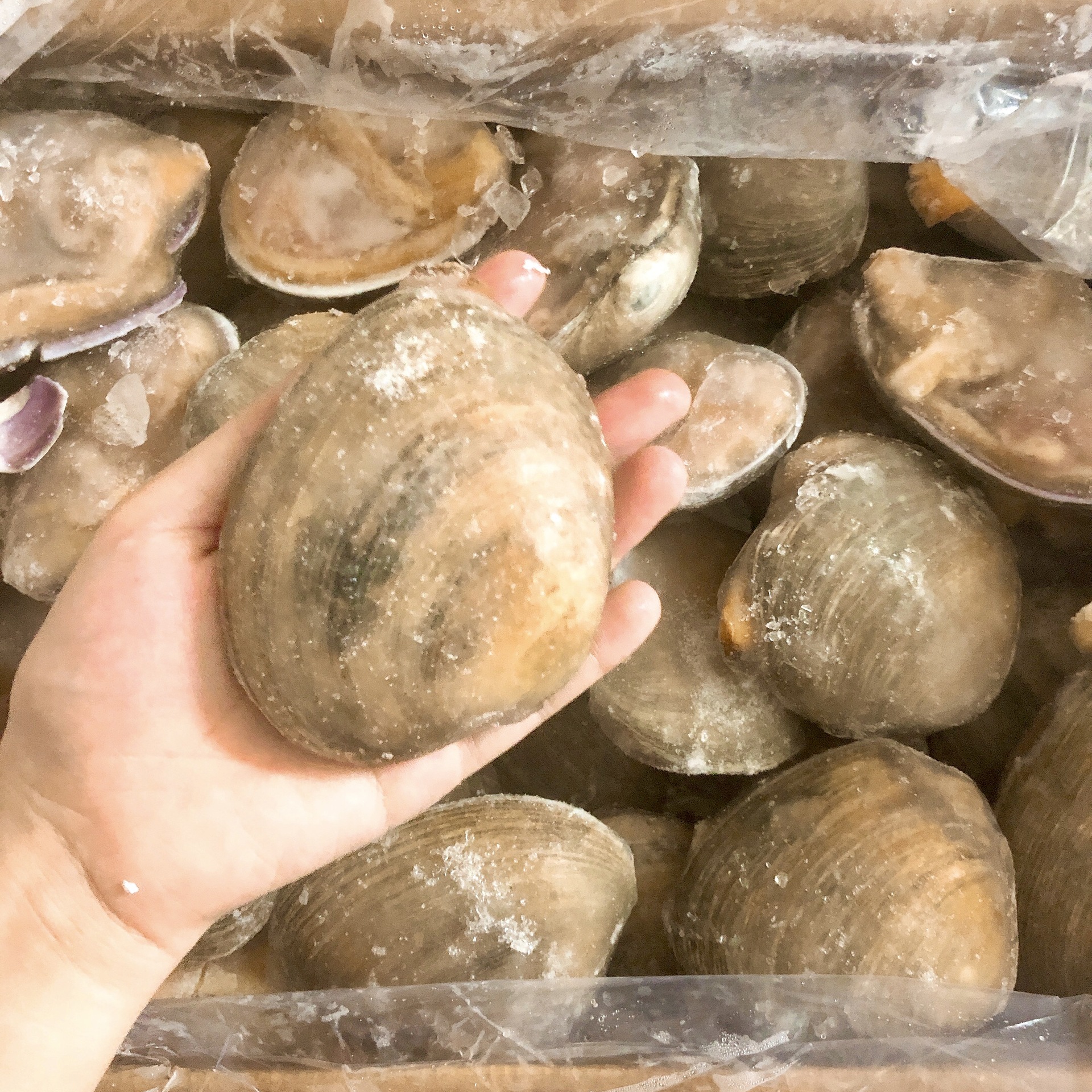 天鹅蛋 大贝壳 大海螺 大花蛤半壳贝壳海鲜自助餐冷冻 1箱16斤