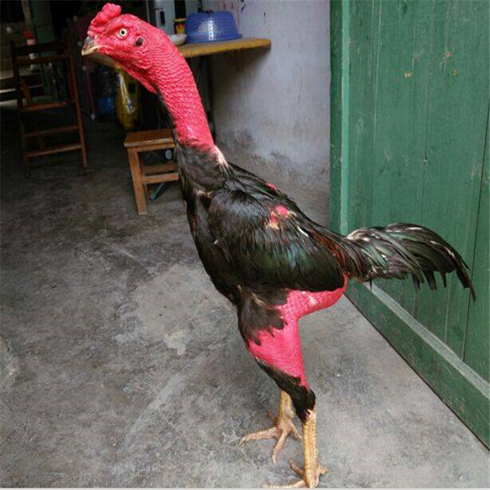 云南越南鬼子斗鸡 哪里养殖斗鸡 斗鸡苗活苗养殖场