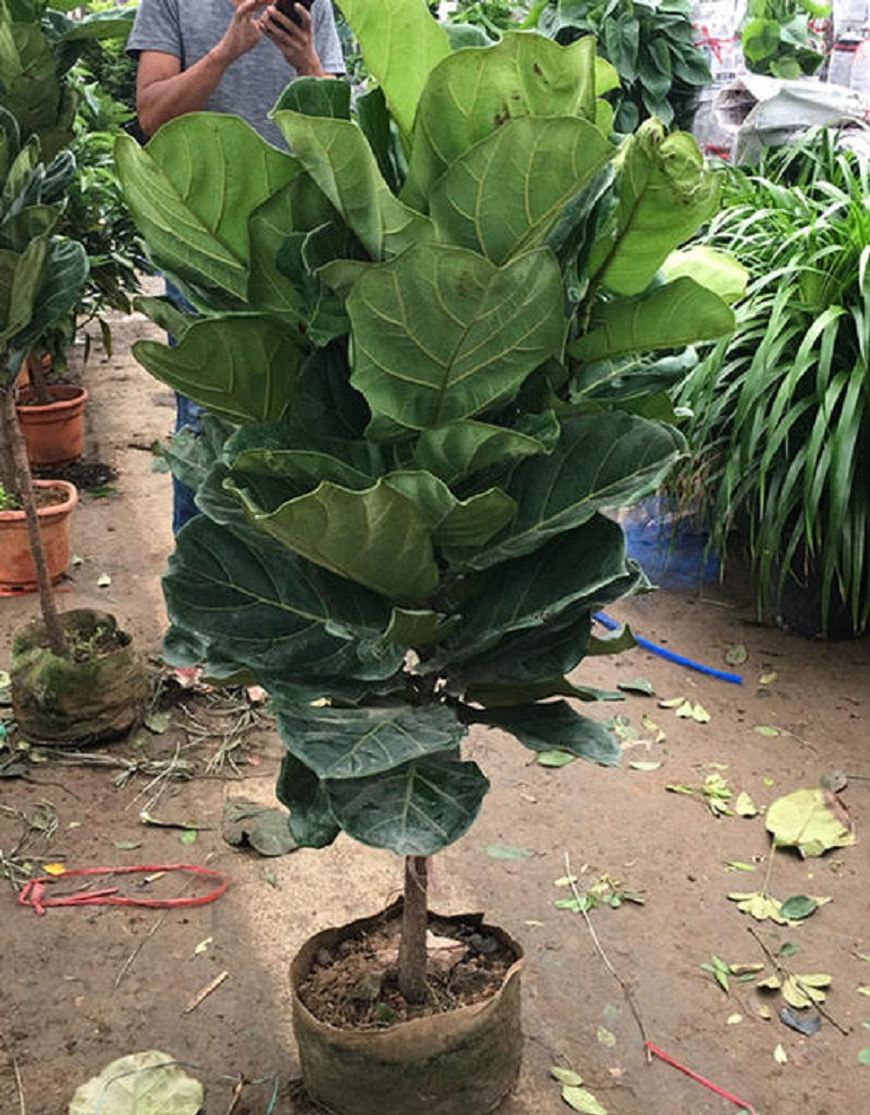 琴叶榕老桩大盆栽基地批发客厅北欧大型植物棒棒糖形室内植物花