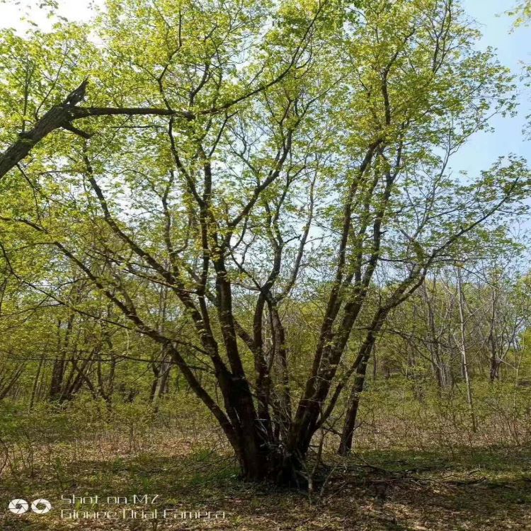 辽宁苗圃供应茶条槭 丛生茶条槭 3-10米高 规格齐全