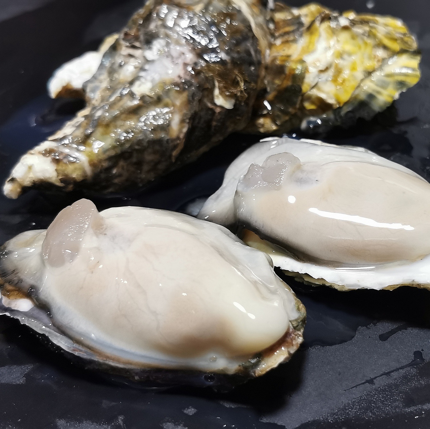 全壳生蚝活冻全壳生蚝牡蛎海蛎子海鲜批发酒店自助烧烤铁板