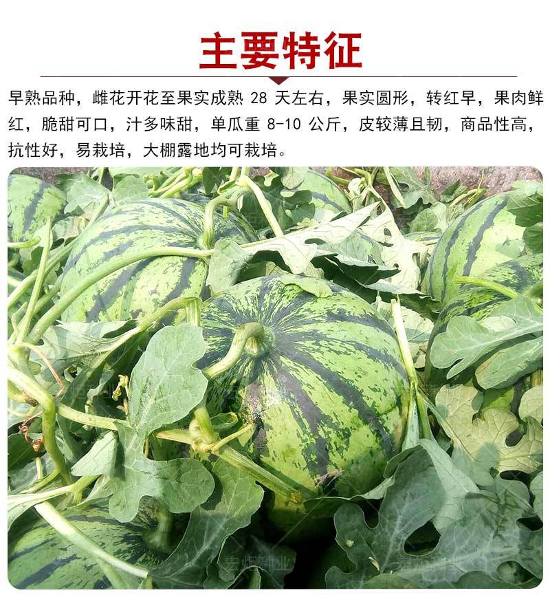 西瓜种籽 特大 京欣一号 京欣西瓜种 早熟 高产 西瓜种子西瓜种孑