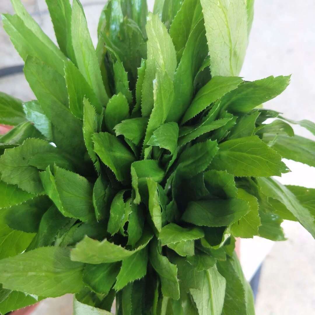 4斤包邮 云南大香菜新鲜老缅芫荽云南傣族产香料大香菜大芫茜