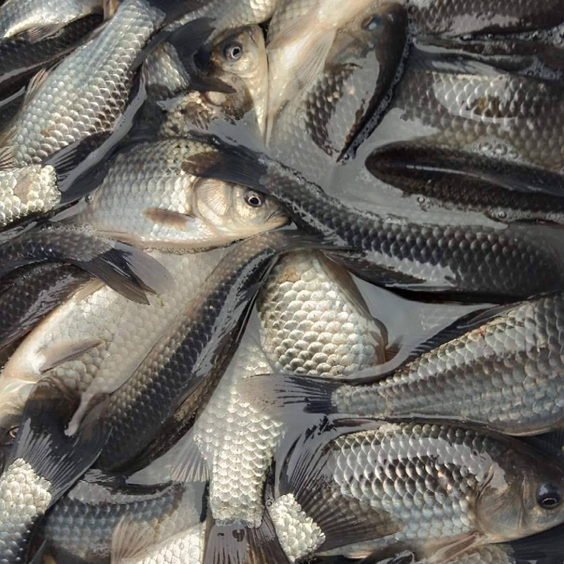 批发新鲜草鱼苗 鲜活食用淡水草鱼 水库野生鱼活鱼当天捕捞