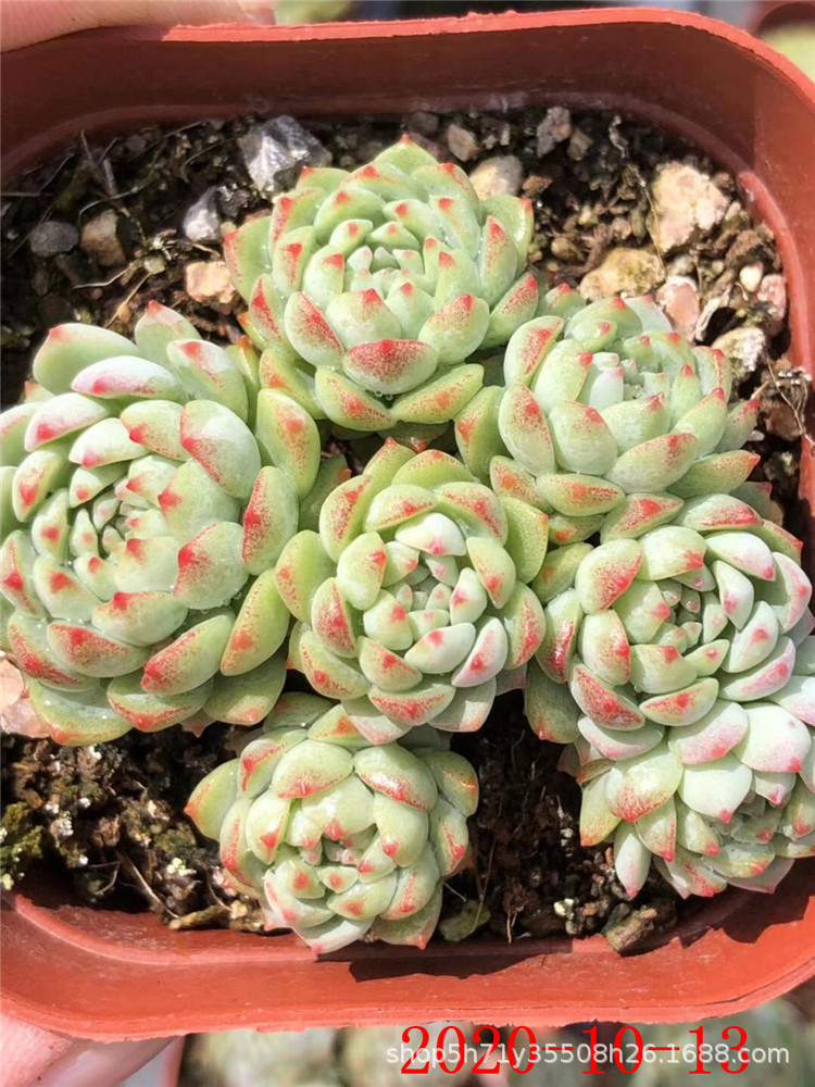 状态多肉植物 小粉梅 蓝豆群小桩 品相 大棚多肉裸根批发