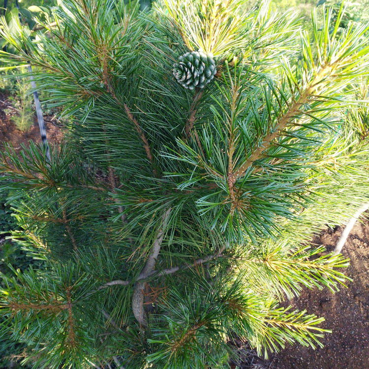 红松 树苗 苗木 园林绿化 街道绿化 景观绿化 苗圃基地直销 批发