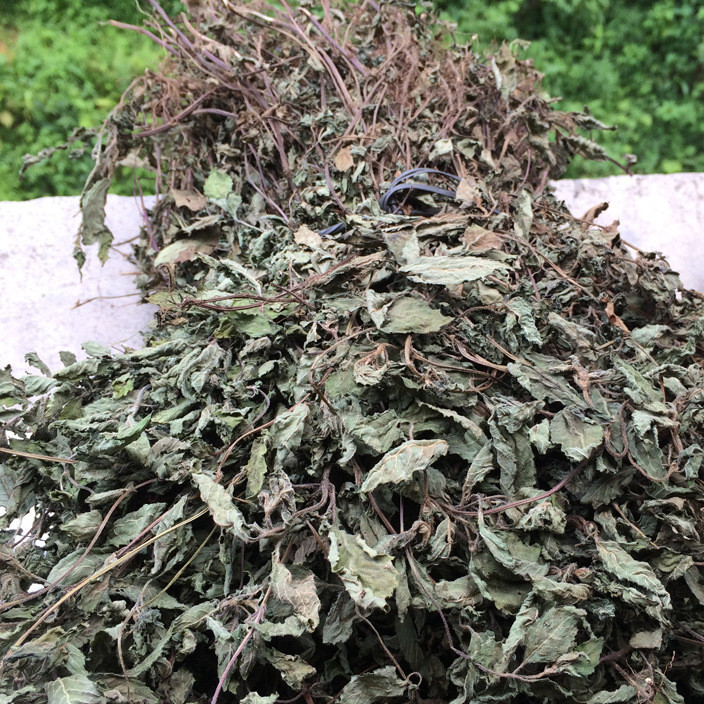 广西凉粉草干批发 仙人草仙人冻 烧仙草黑凉粉自制凉粉原料龟苓膏