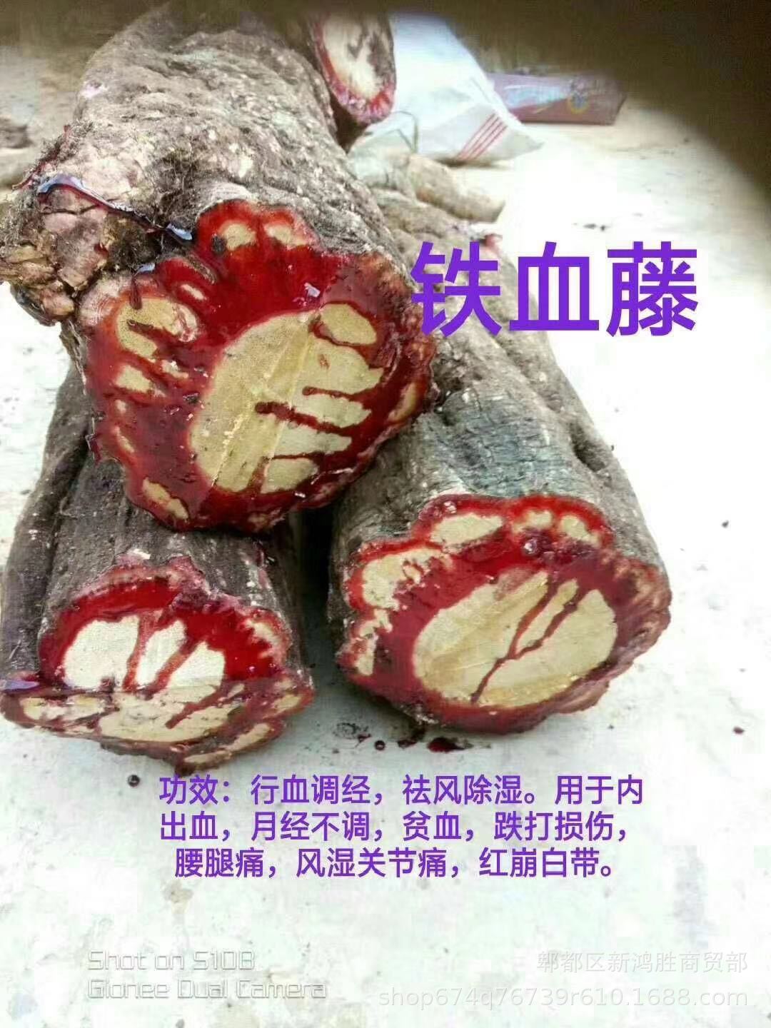 血木通图片作用与功效图片