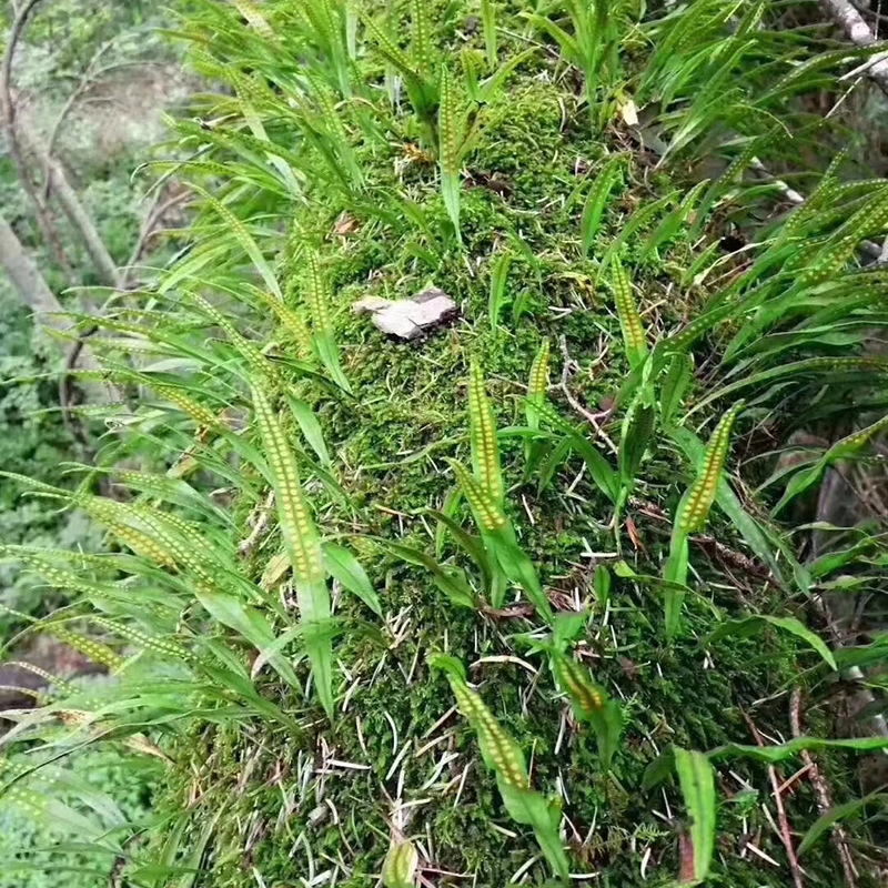 肾精茶化石草茶化石草中药材排化石茶石伟苇批发代发
