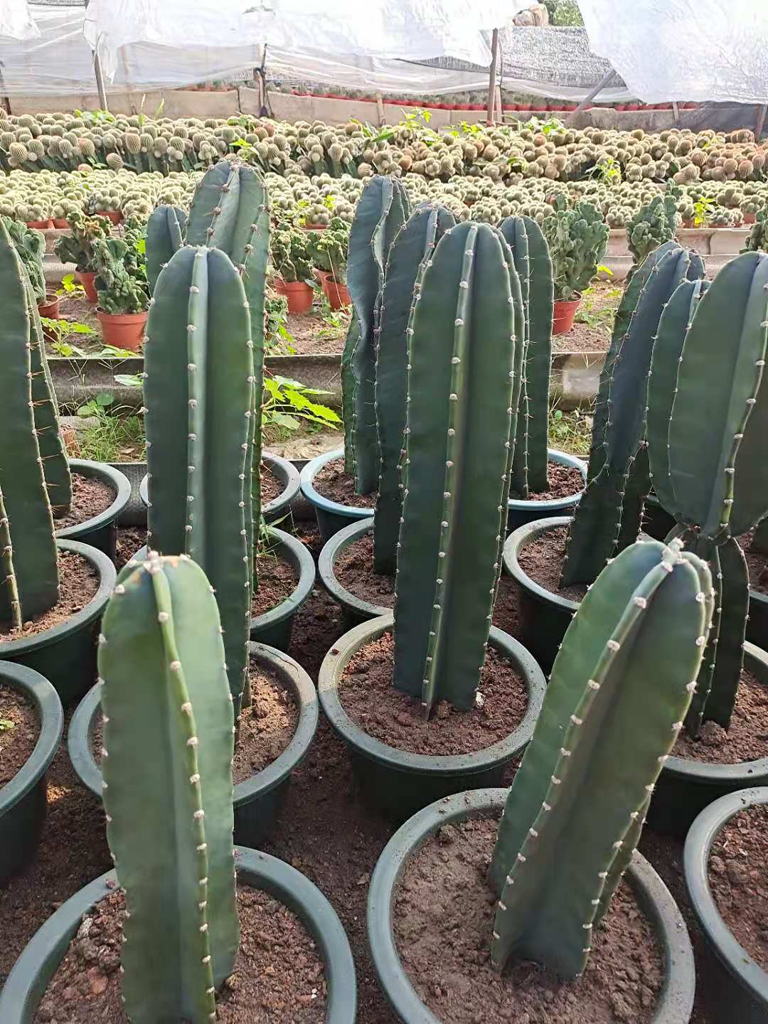 量天尺仙人柱 无刺 开花美观 室内庭院 观赏植物绿植花卉