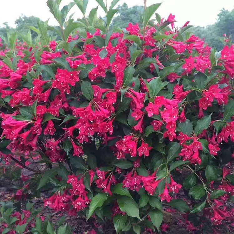 苗木 工程绿化 园林 80cm红王子锦带球 红花王子球 红王子锦带球