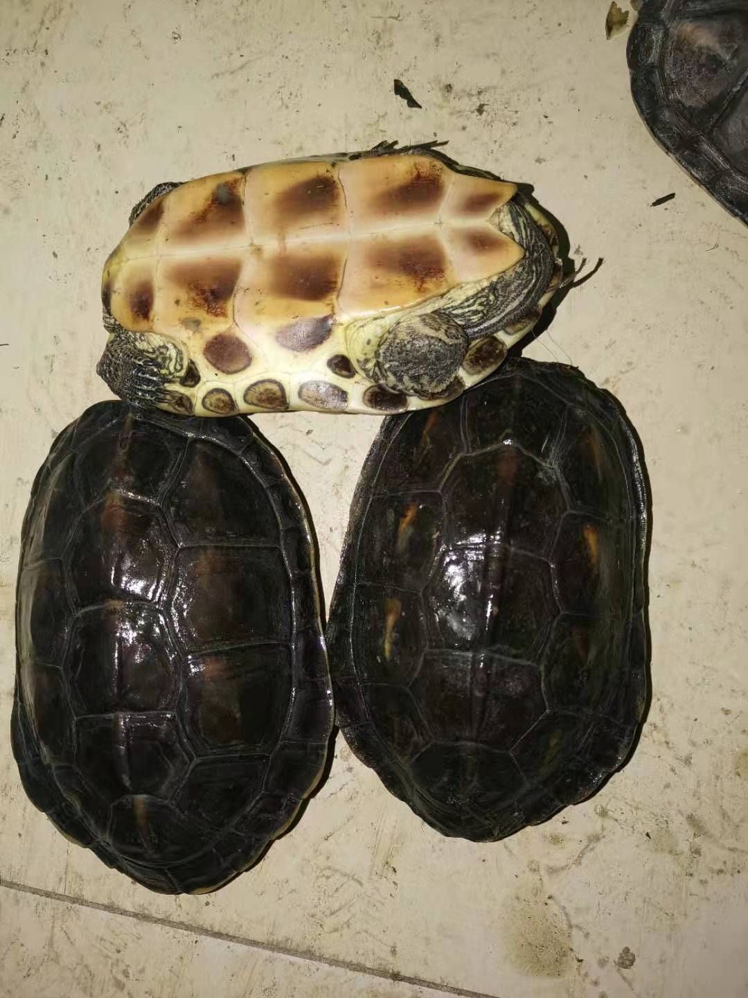 台湾草龟花龟苗绿线草龟珍珠龟放生龟花龟公宠物小乌龟活体批发