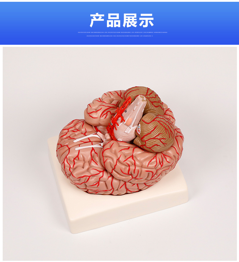 人体大脑模型医用 脑结构模型 脑动脉脑血管模型人体大脑解刨模型