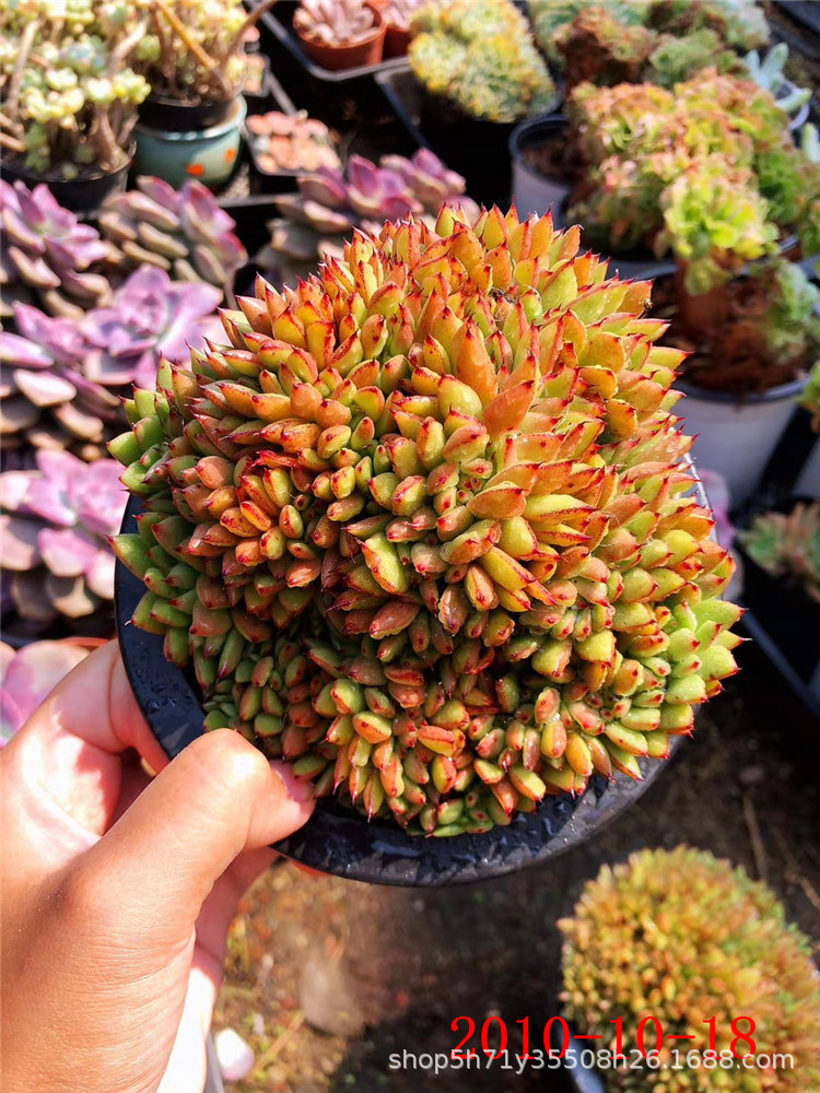 批发多肉植物品种艾克魂缀化灵魂品相状态多肉基地