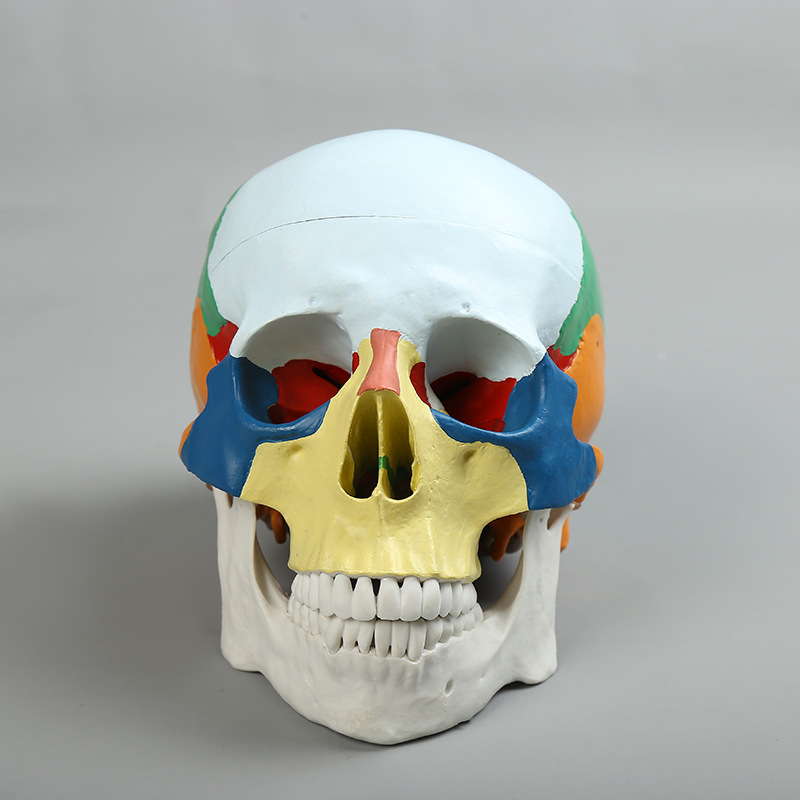 1:1生物教学人体头骨医用仿真人体头骨模型彩色成人头骨骷髅标本