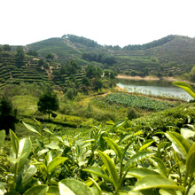 绿茶种子茶种子红花油茶树种子茶树籽绿茶籽四季播种种籽 易成活
