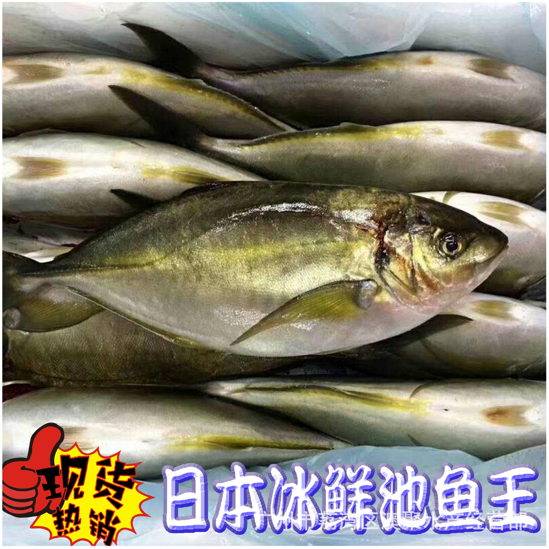 海鲜 日本池鱼王刺身日料食材冰鲜鱼批发 3~5斤/条 称重销售