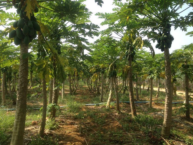 海南牛奶红心木瓜5/9斤当季新鲜热带水果汁多雷州青皮木瓜树上熟3