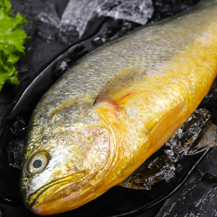 海鲜水产鲜活黄花鱼 新鲜黄鱼冷冻大黄鱼深海鱼类 连云港水产批发