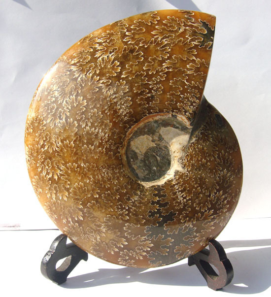 天然菊化石 斑彩螺化石