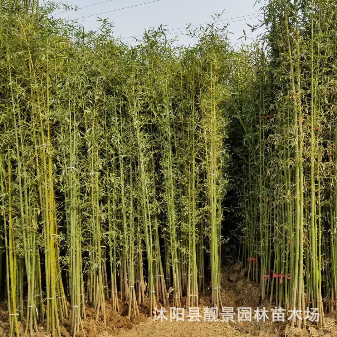 刚竹小苗批发 四季常青庭院竹子苗 青竹苗 供应各种竹类植物