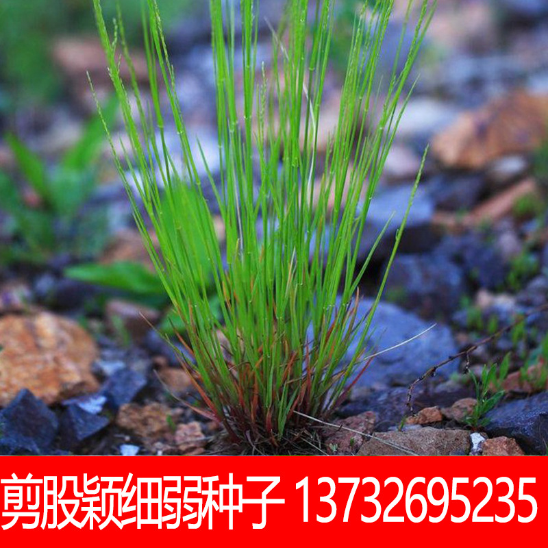 剪股颖草坪细弱型翦股颖匍匐型 草皮草坪剪股颖细弱种子