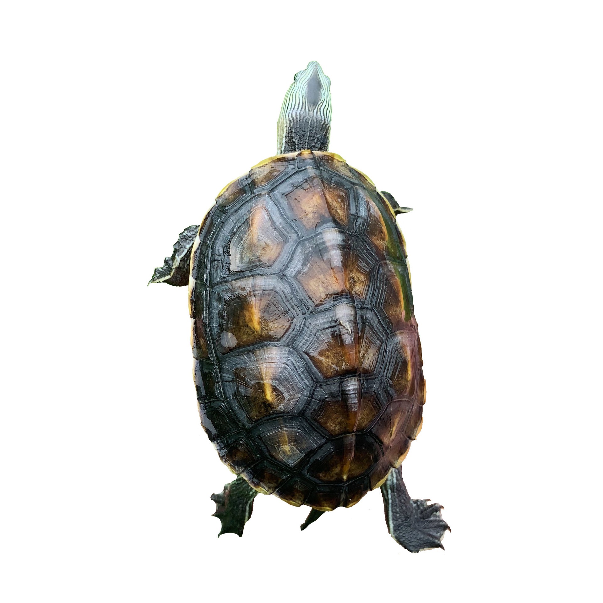 台湾草龟花龟苗绿线草龟珍珠龟放生龟花龟公乌龟活体水龟观赏宠物