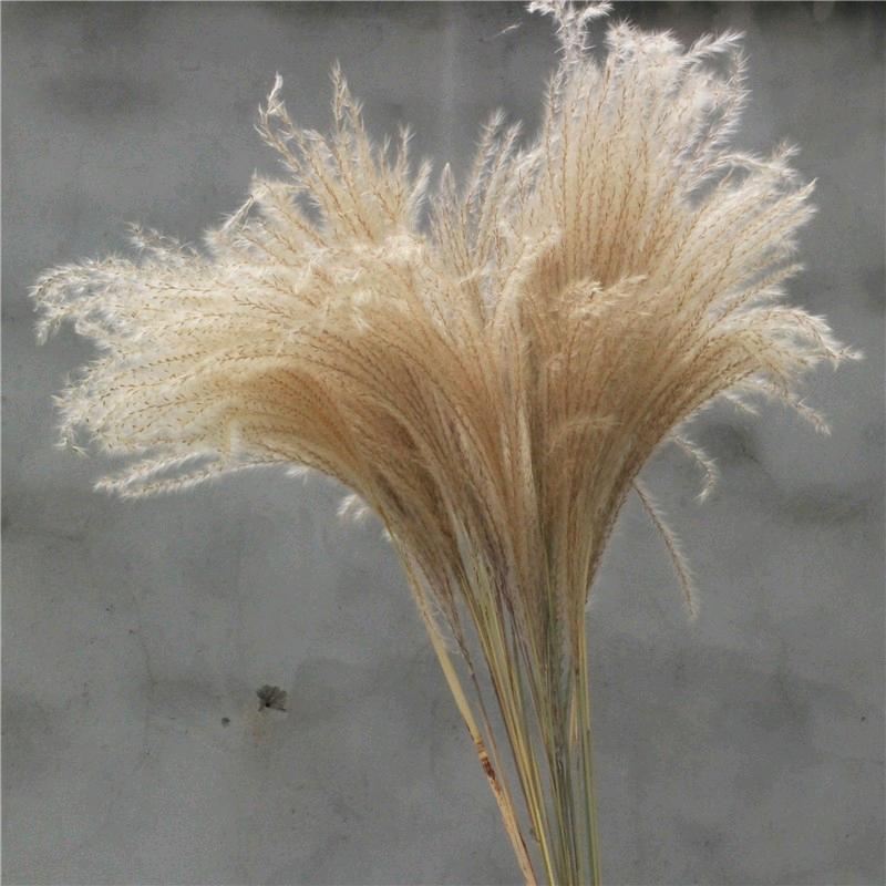 天然芦苇干花真花永生花拂尘花客厅办公室婚庆复古店铺艺术摆件